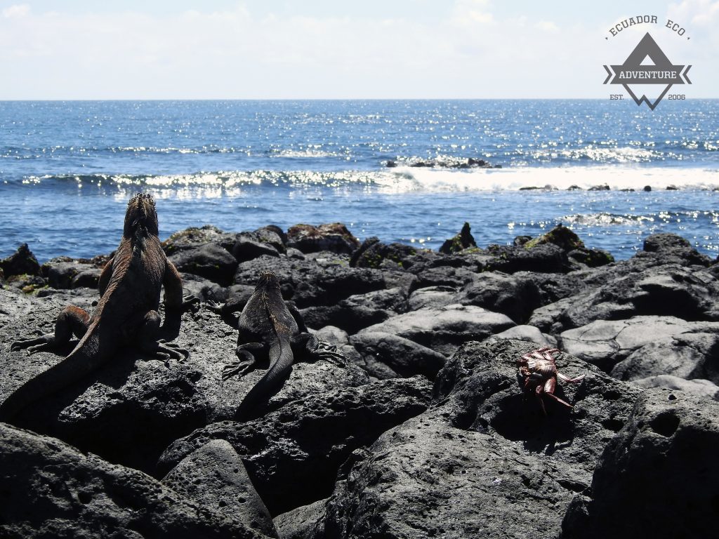 Last Minute Galapagos Islands – Ecuador Open Tours